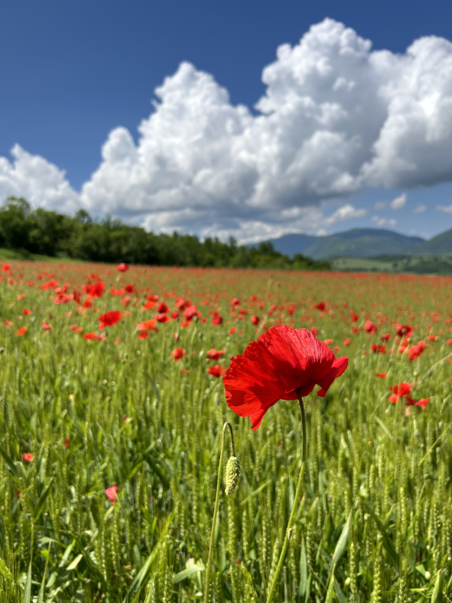 Festa della Liberazione 25 Aprile 2024